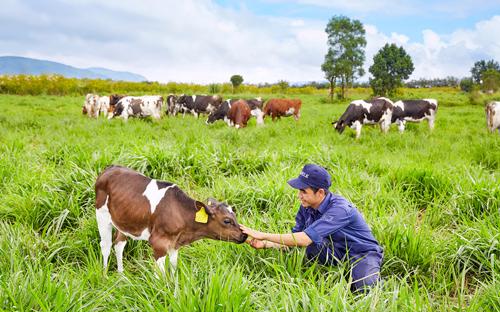 Đàn bò tại trang trại được Vinamilk chăn thả tự nhiên trong điều 
kiện thời tiết và môi trường được đánh giá tương đồng với châu Âu, phù 
hợp cho sinh lý bò sữa.<br>